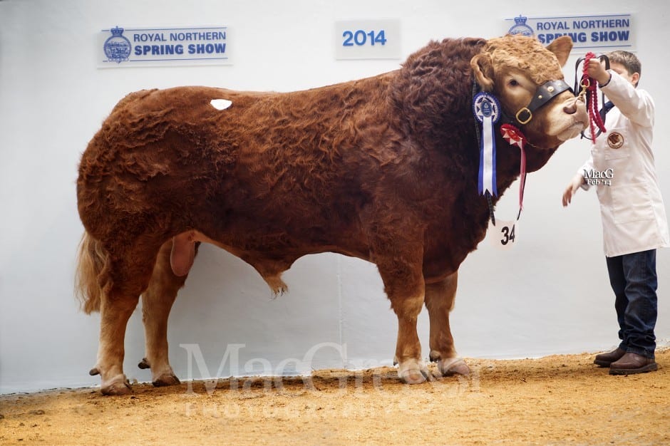 Lot 34 - Reserve Champion limousin - Corsairtly Harley, 5000gns to AR Mathers, Wardes, Kintore