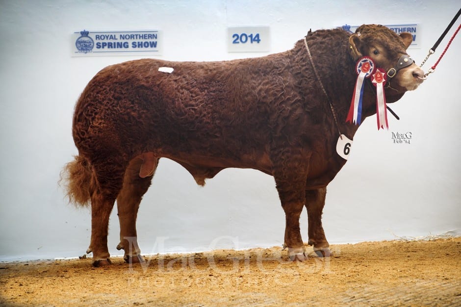 Lot 60 - Champion Limousin - Emslies Hurricane, 4500gns to C and G Thomson, Upper Tillenhilt, Inverurie