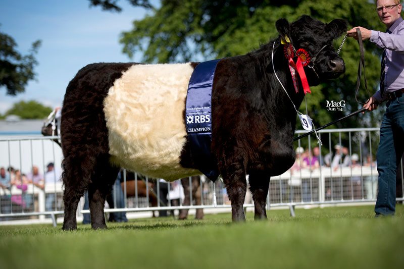 219-Champ-Belted-Galloway-Clifton-Daffodil-8345