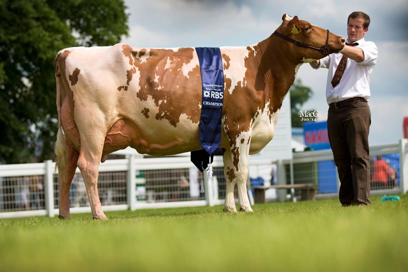 Dairy-Champ-Ayrshire-9280