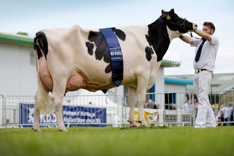 Dairy-Champ-Holstein-9249
