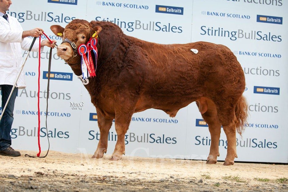 393-Elrick-Inferno-14,000gns-6598