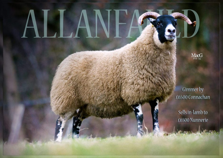Allanfauld-cm-In-Lamb
