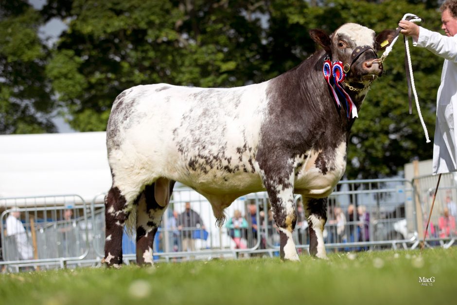 Champ-Shorthorn-Coldrochie-Hector-0978