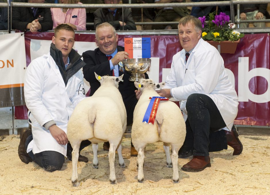 Champion Lambs - Beltex lambs from m/s Kennedy & Wallace. Livescot - Wayne Hutchinson / www.farm-images.co.uk