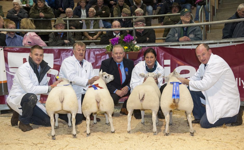 Overall & Res Prime lambs. Livescot - Wayne Hutchinson / www.farm-images.co.uk