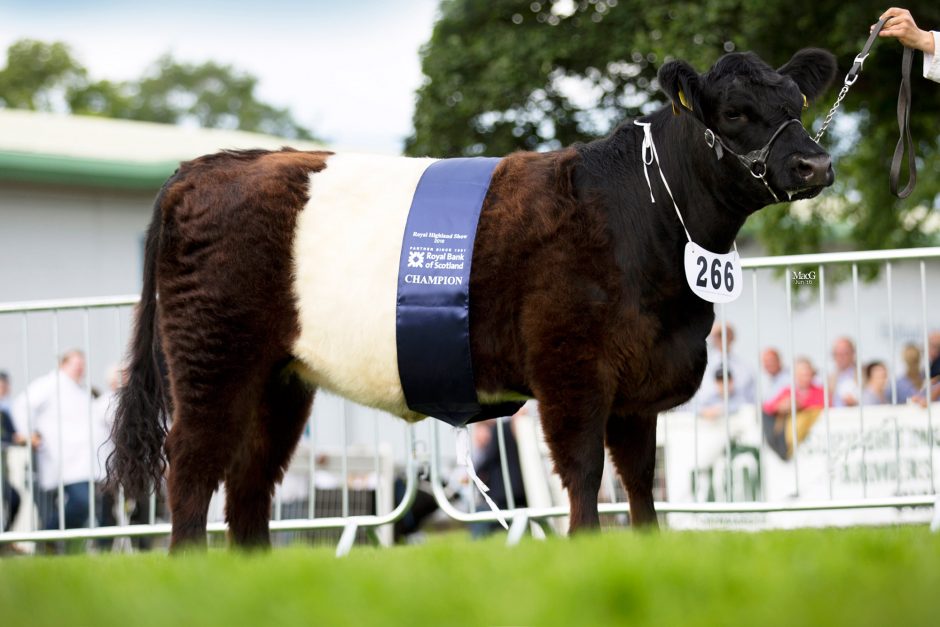 266-Belted-Galloway-Champ-Broadmeadows-May-30th-7882