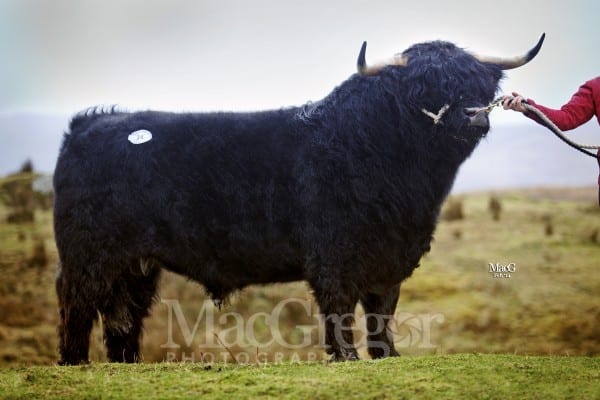 Lot 34, Angus Dubh of Savalmhor, sold for 6900gns to H Irvine, Craigluscar, Dunfermline