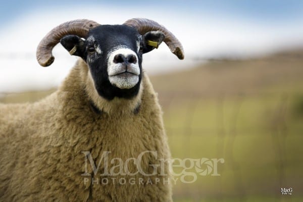 'Ewesain' by Balliemeanoch Stag, in lamb to £50,000 Pole