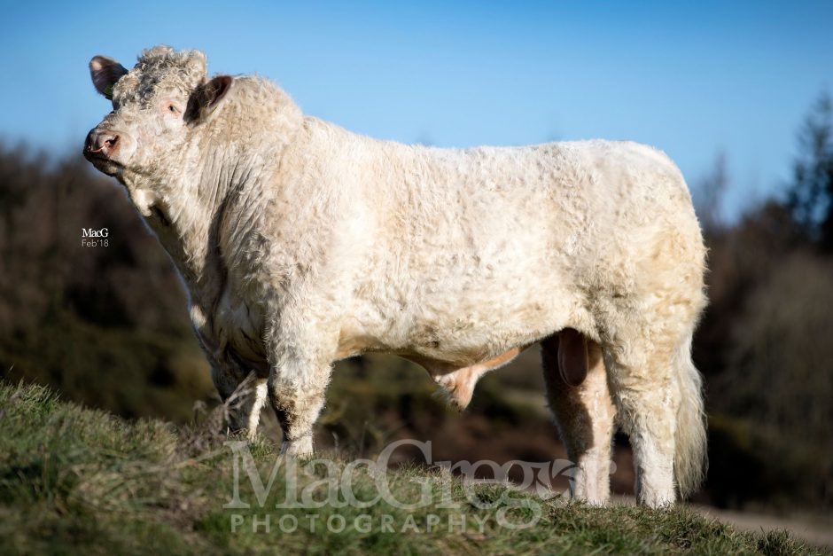 Balthayock-Maxim-8844 - MacGregor Photography