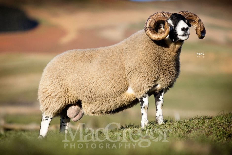 Midlock-HB-18k-Crossflatt-5103 - MacGregor Photography