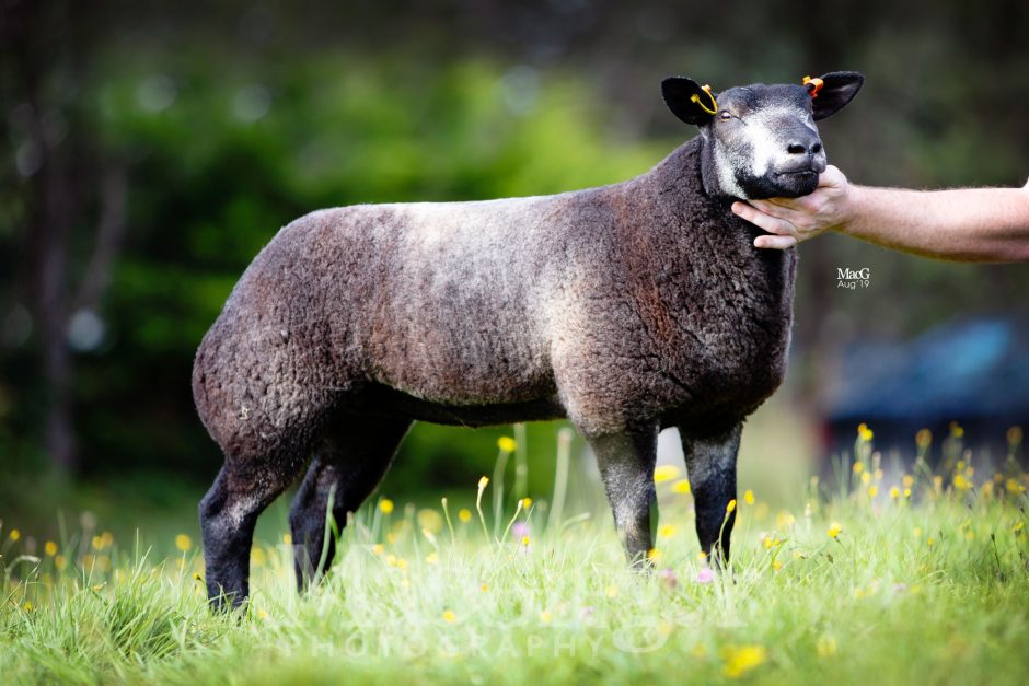 Dungannon Blue Texel MacGregor Photography