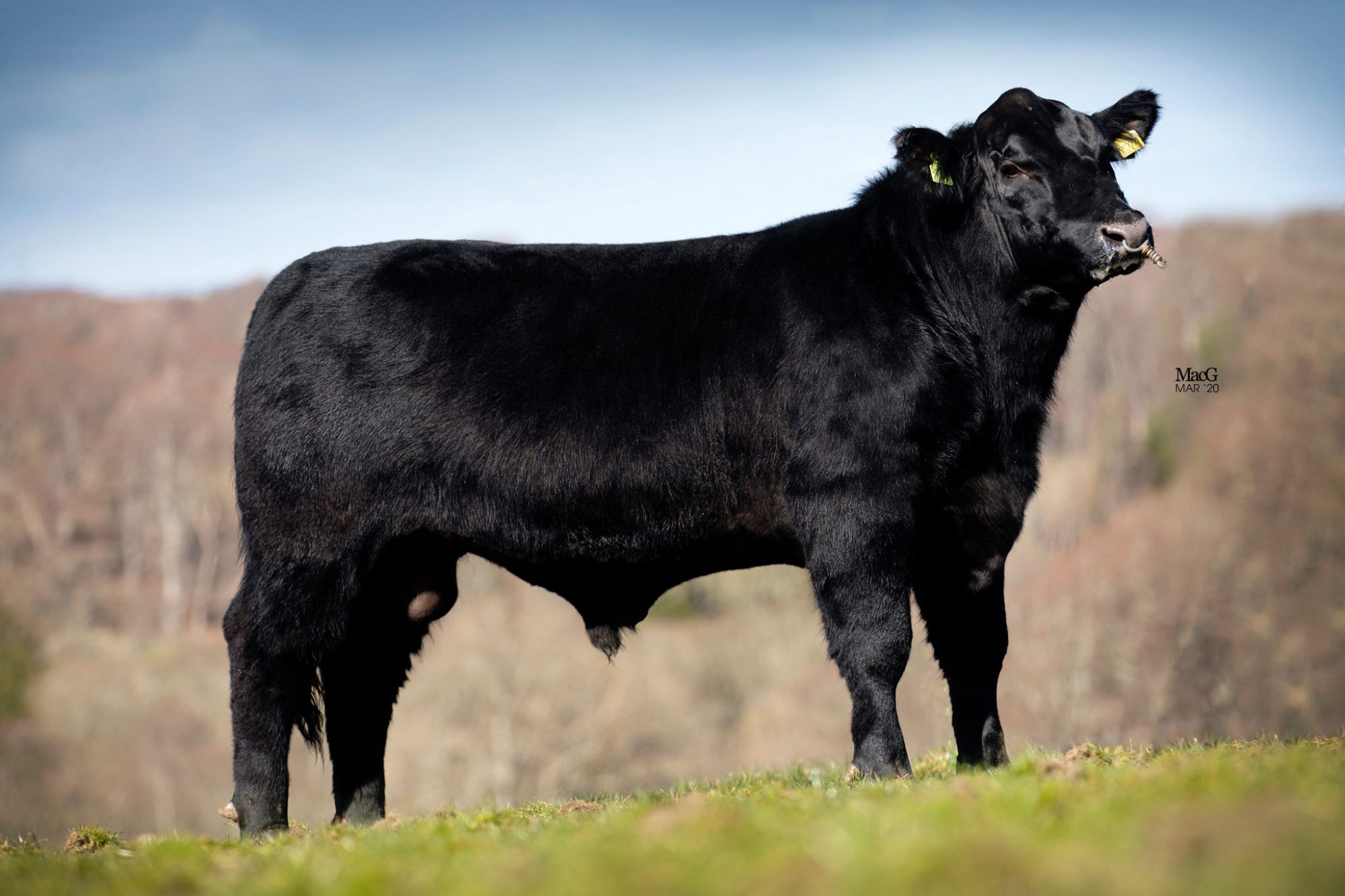 Bulls For Sale Galcantray AberdeenAngus MacGregor Photography