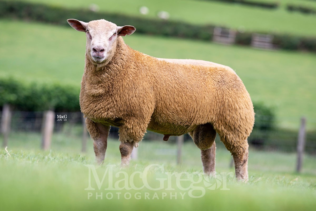 Rhaeadr Charollais Sheep For Sale MacGregor Photography