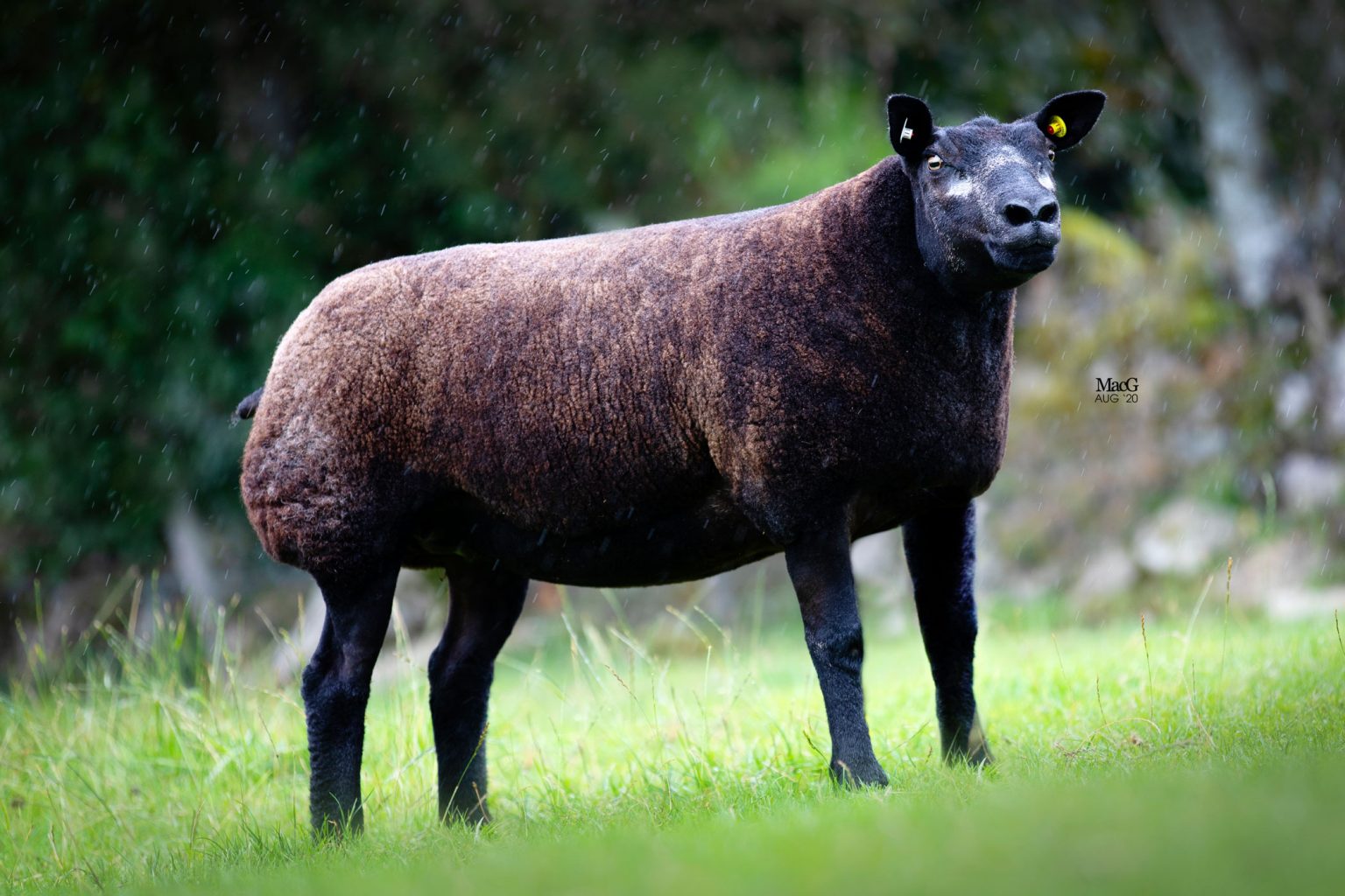 Blue Texel, Badger Face & Beltex For Sale Carlisle MacGregor