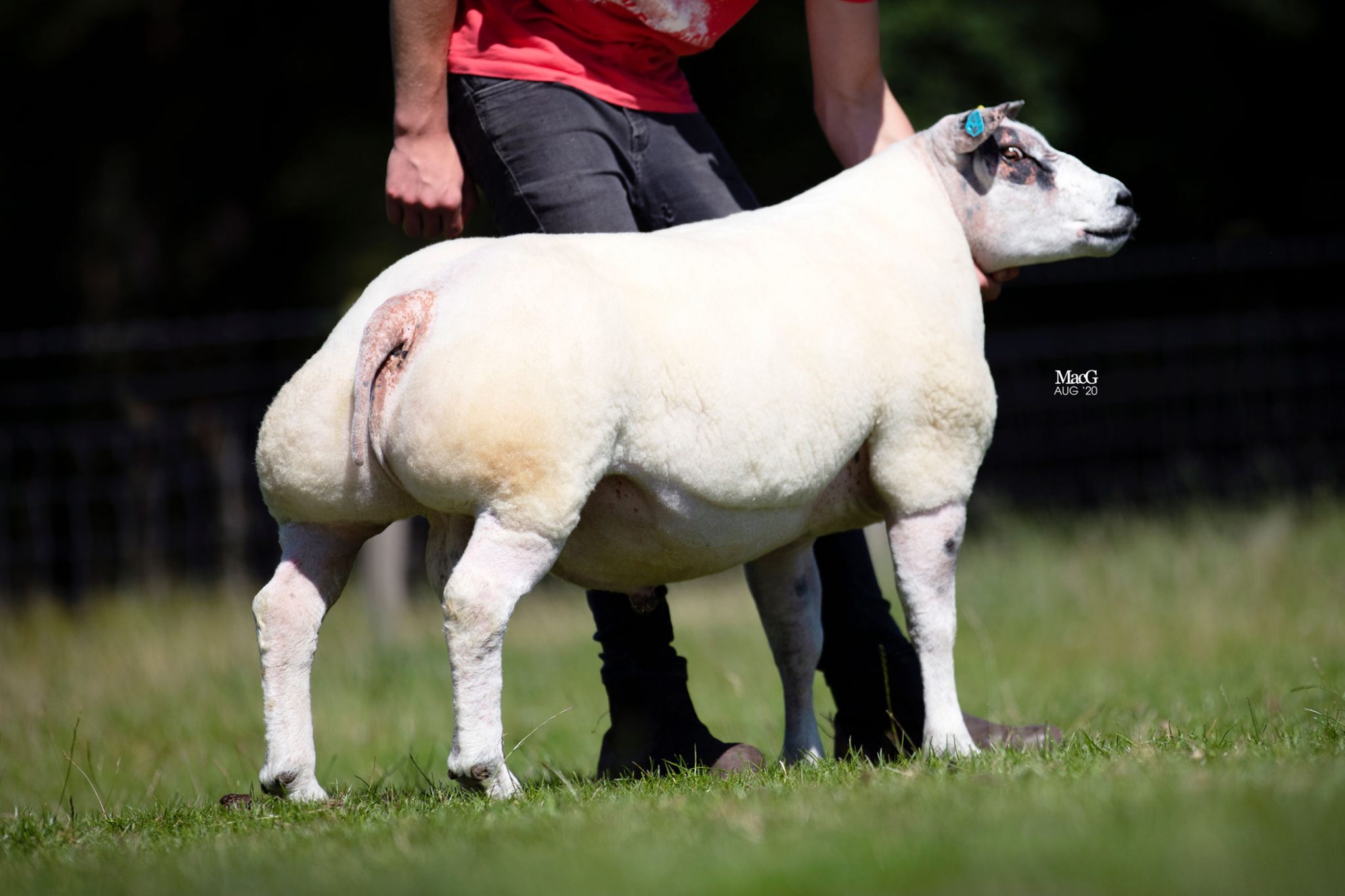 Beltex Sheep For Sale - Carlisle - MacGregor Photography
