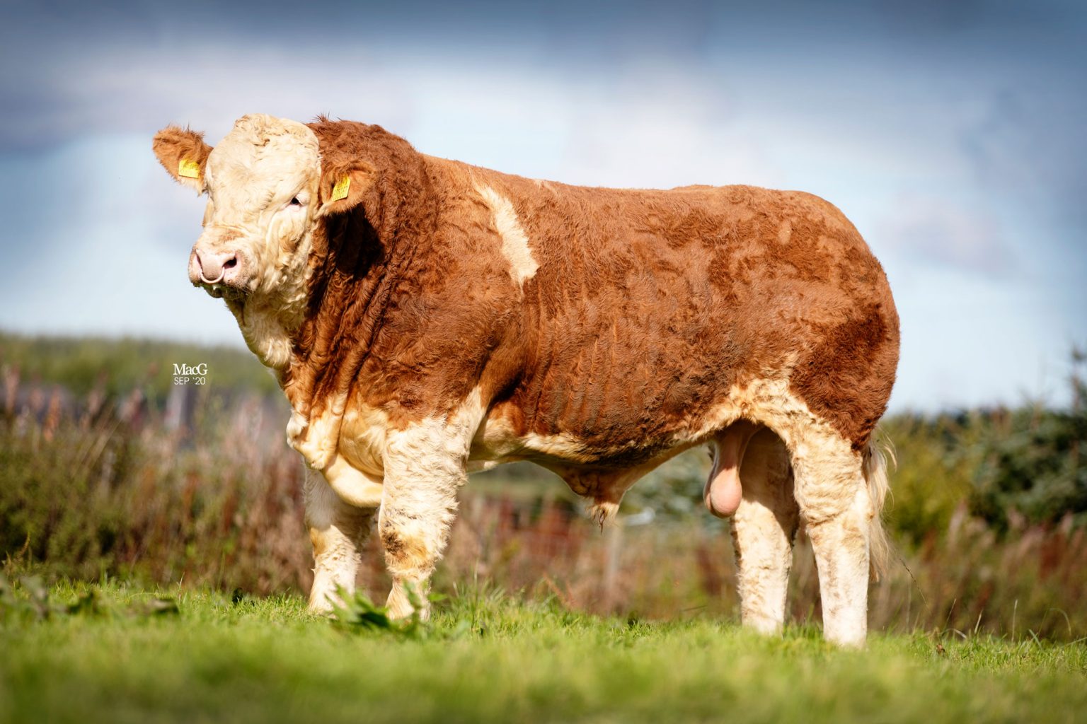 Simmentals For Sale Stirling MacGregor Photography