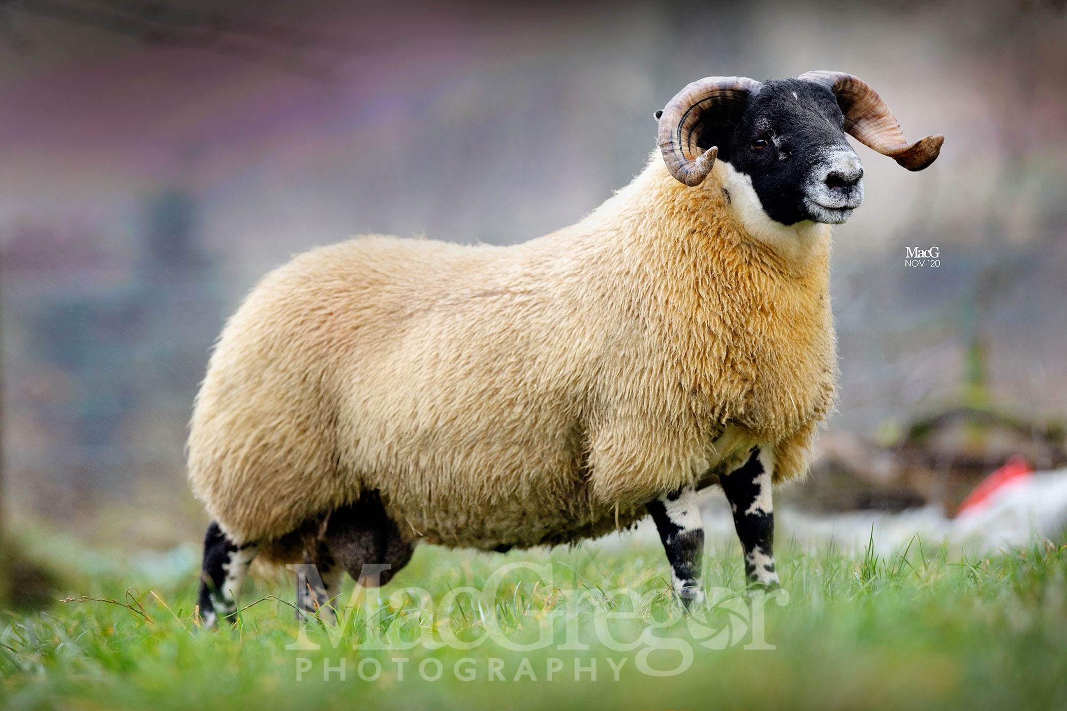 Hartside-5200-6844 - MacGregor Photography