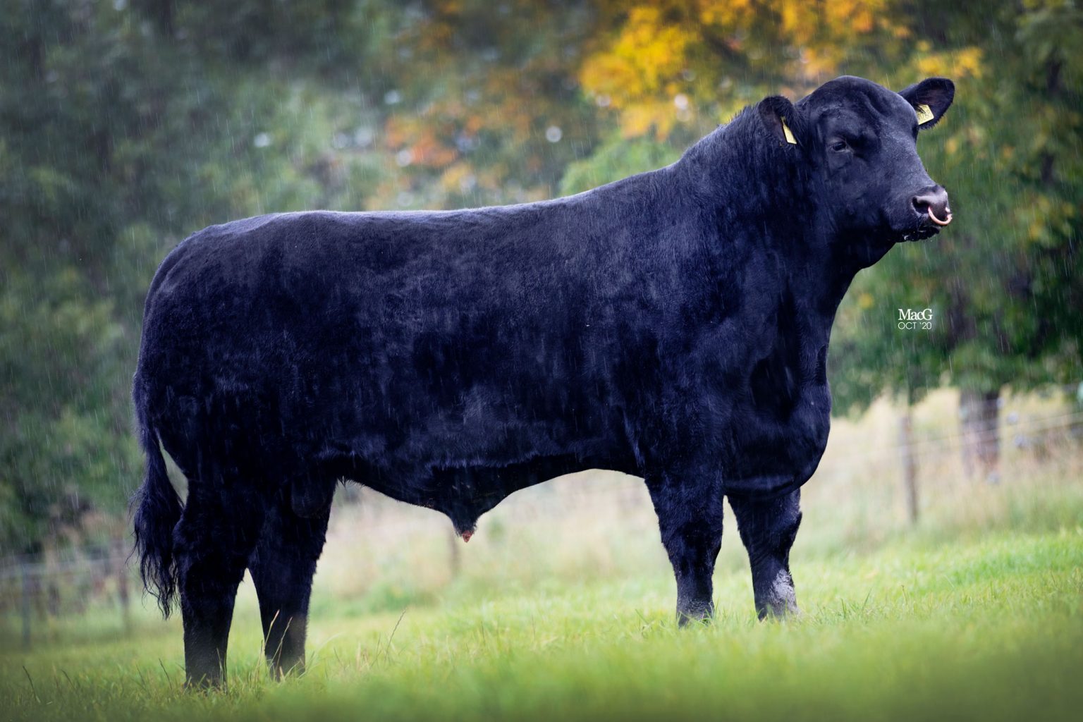 AberdeenAngus Cattle For Sale Stirling MacGregor Photography