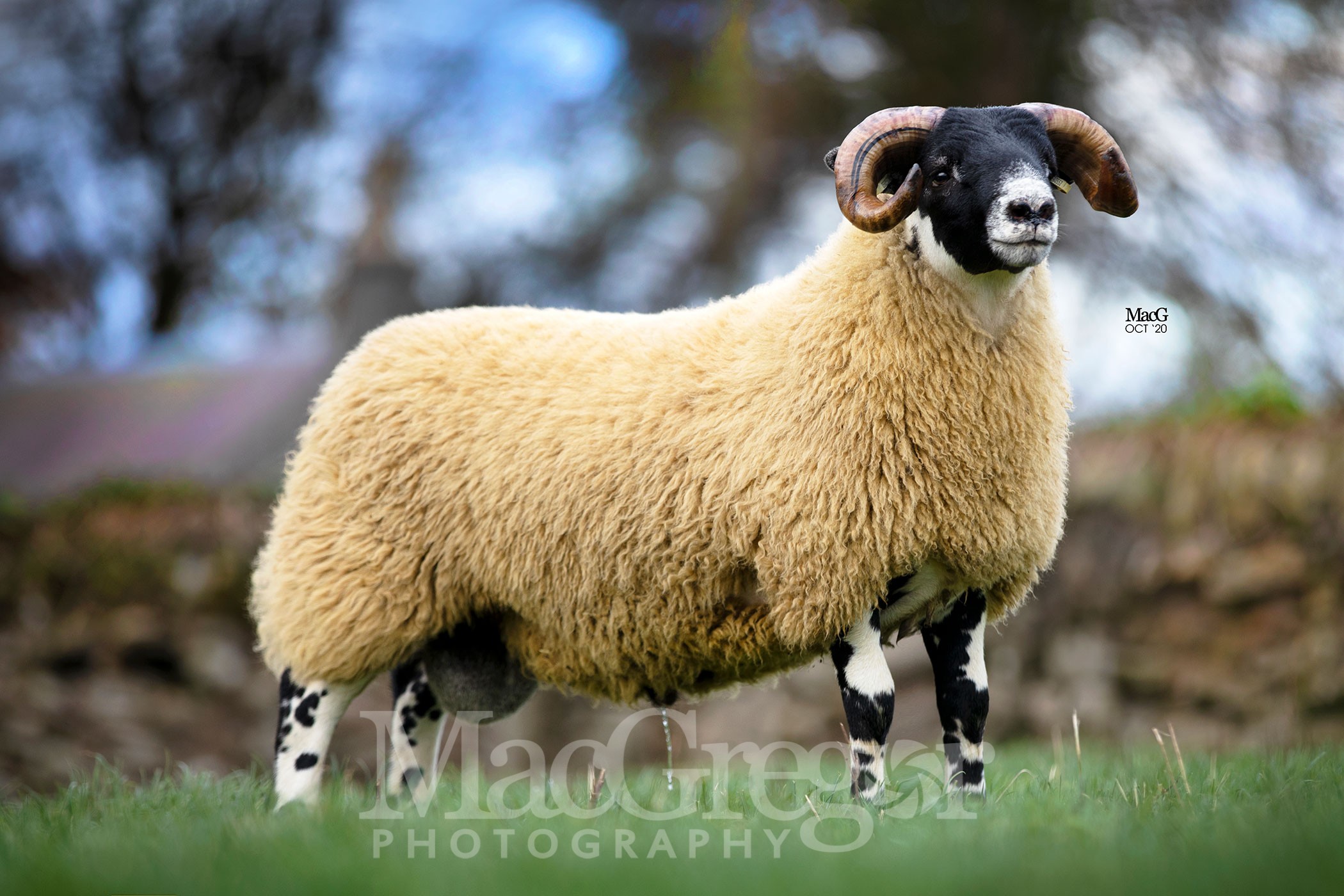 Midlock-1700-2799 - MacGregor Photography