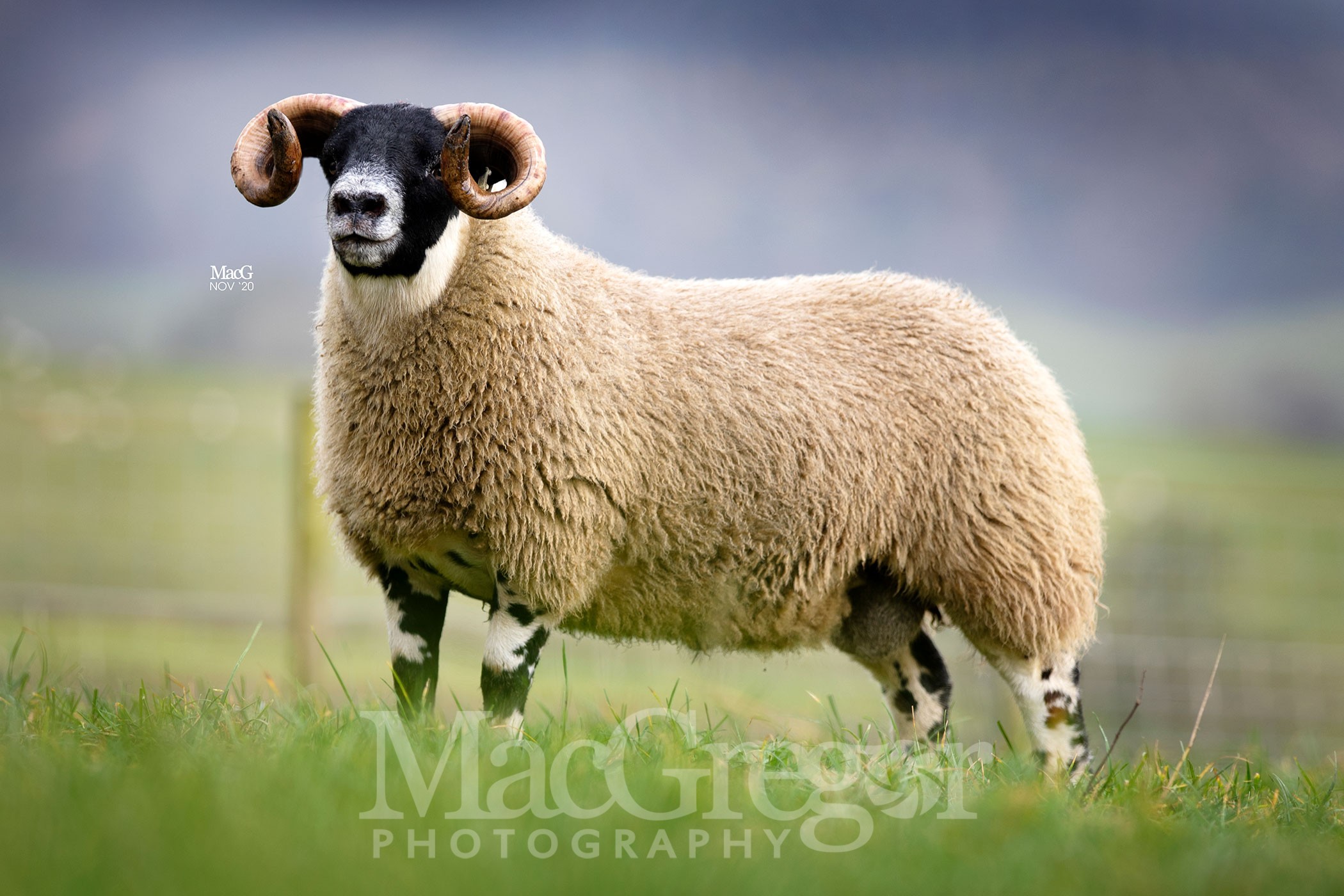 Midlock-2600-Wee-Jimmy-6682 - MacGregor Photography
