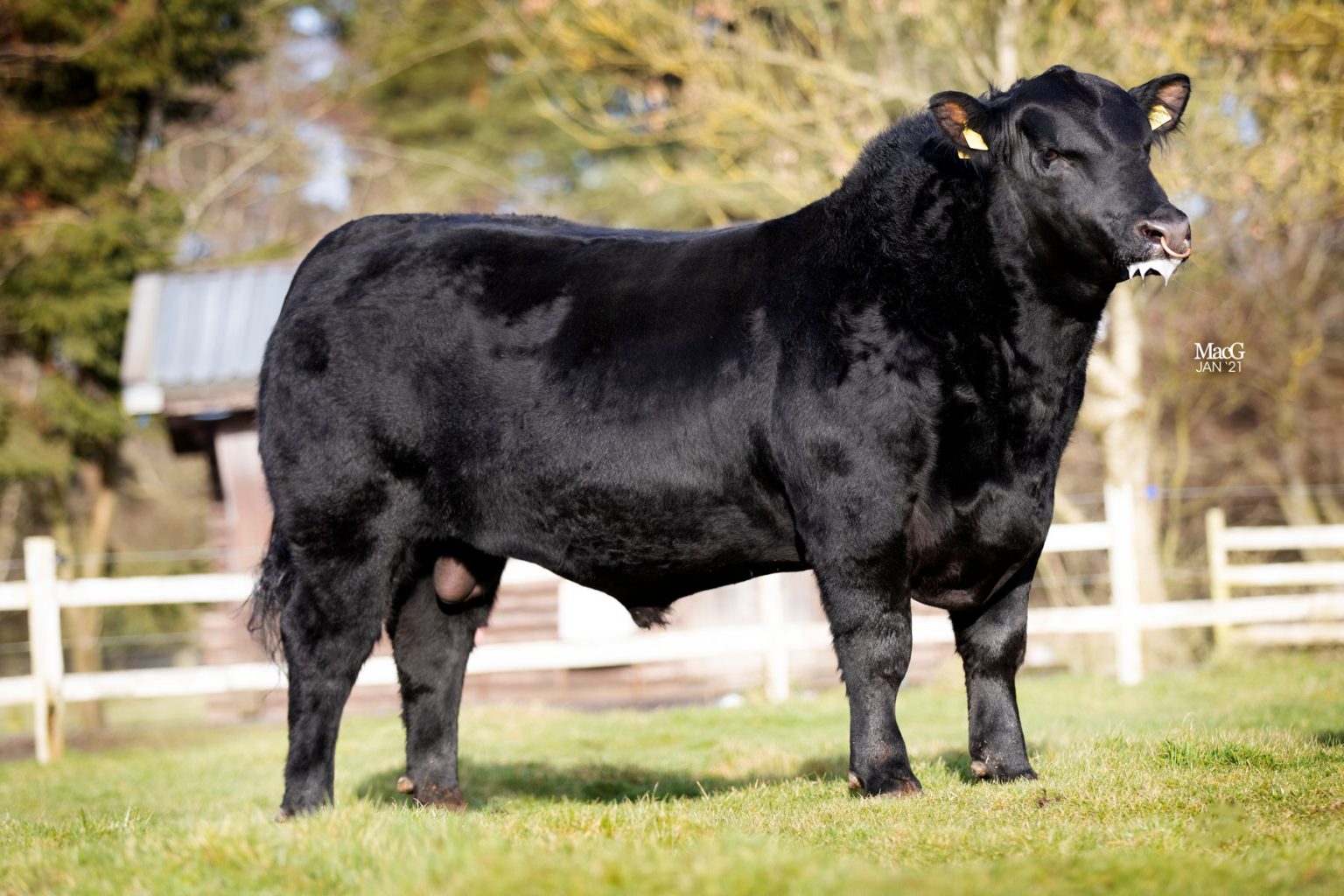 AberdeenAngus Bulls For Sale Feb '21 MacGregor Photography
