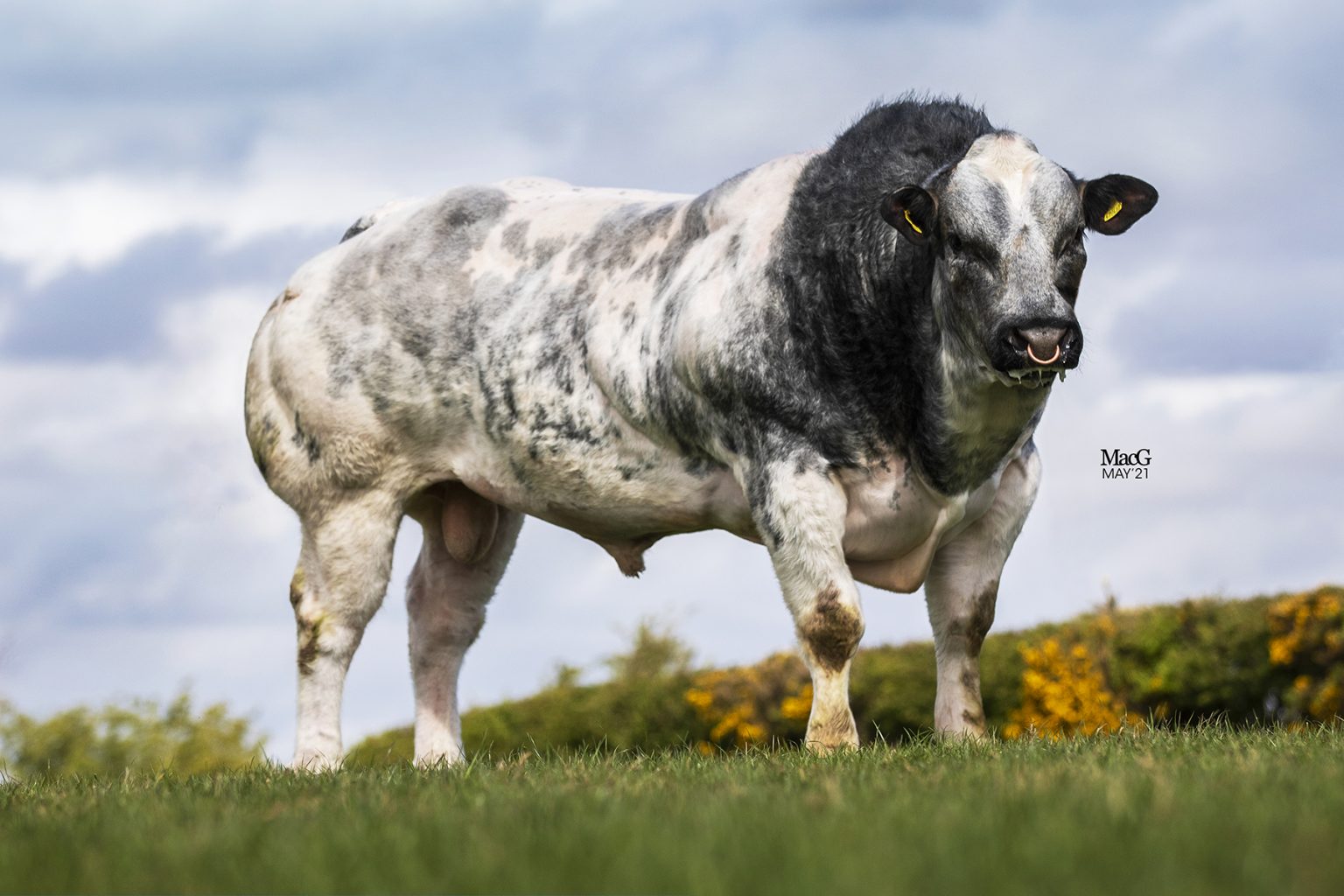 British Blue Cattle For Sale - MacGregor Photography
