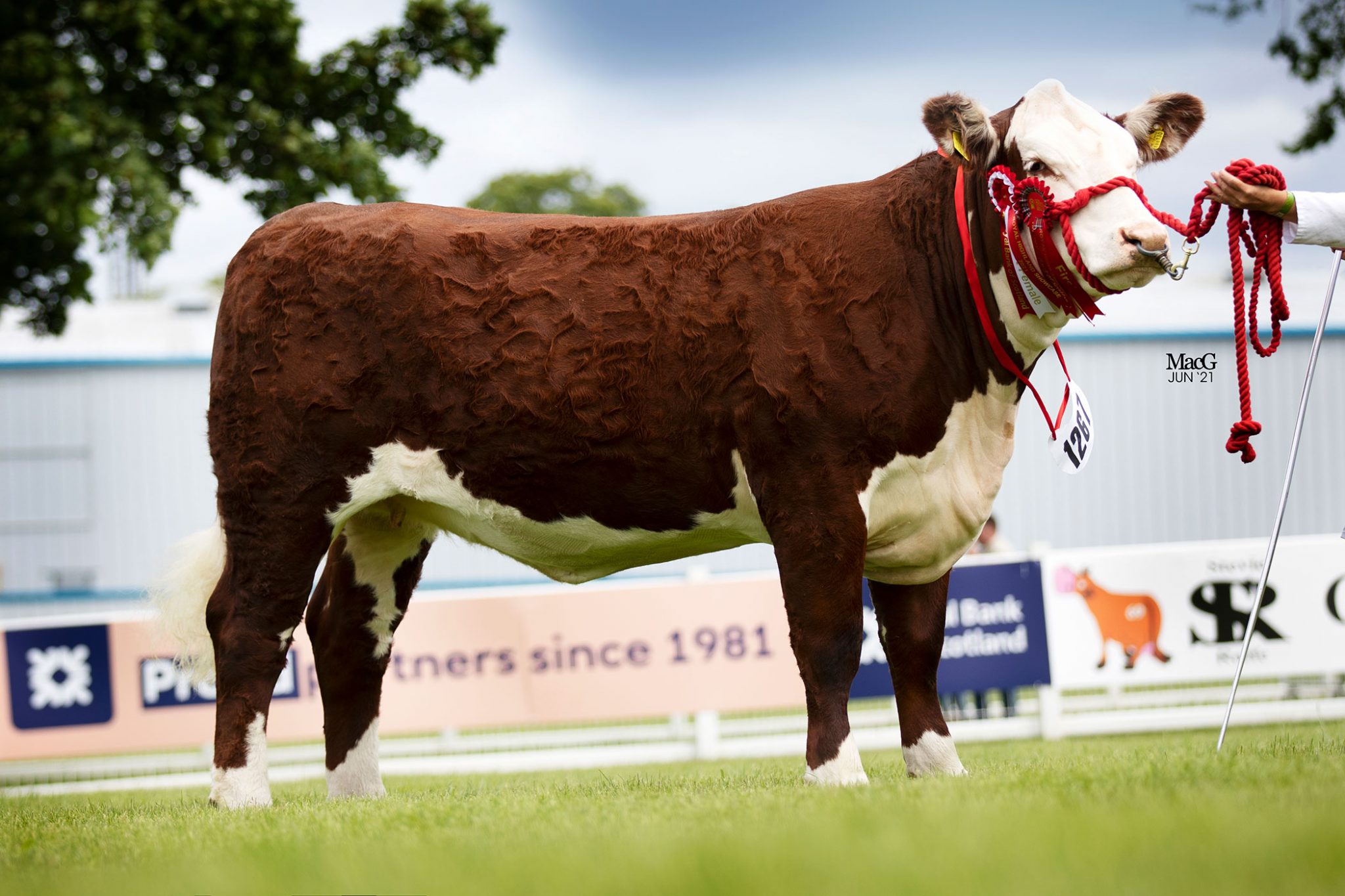 Royal Highland Showcase 21 Beef Cattle MacGregor Photography fantastic-display-of-hereford-cattle-at-balmoral-show-2024-hereford