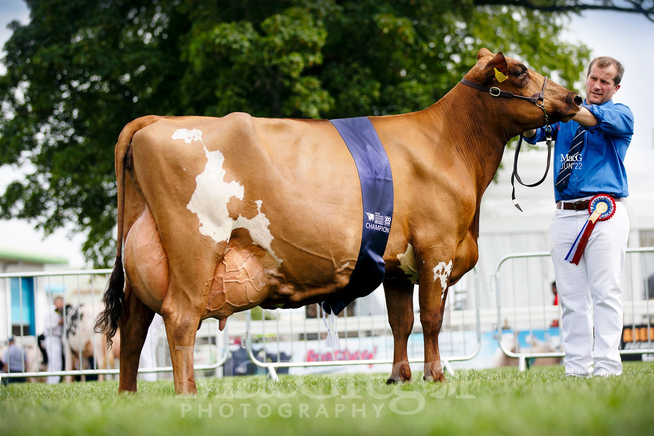 DairyAyrshire0068 MacGregor Photography