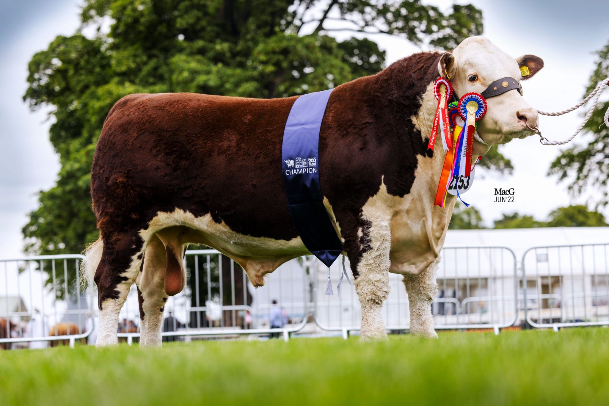 Royal Highland Show 22 Cattle Champions MacGregor Photography Royal Highland Show 22 Cattle Champions MacGregor Photography