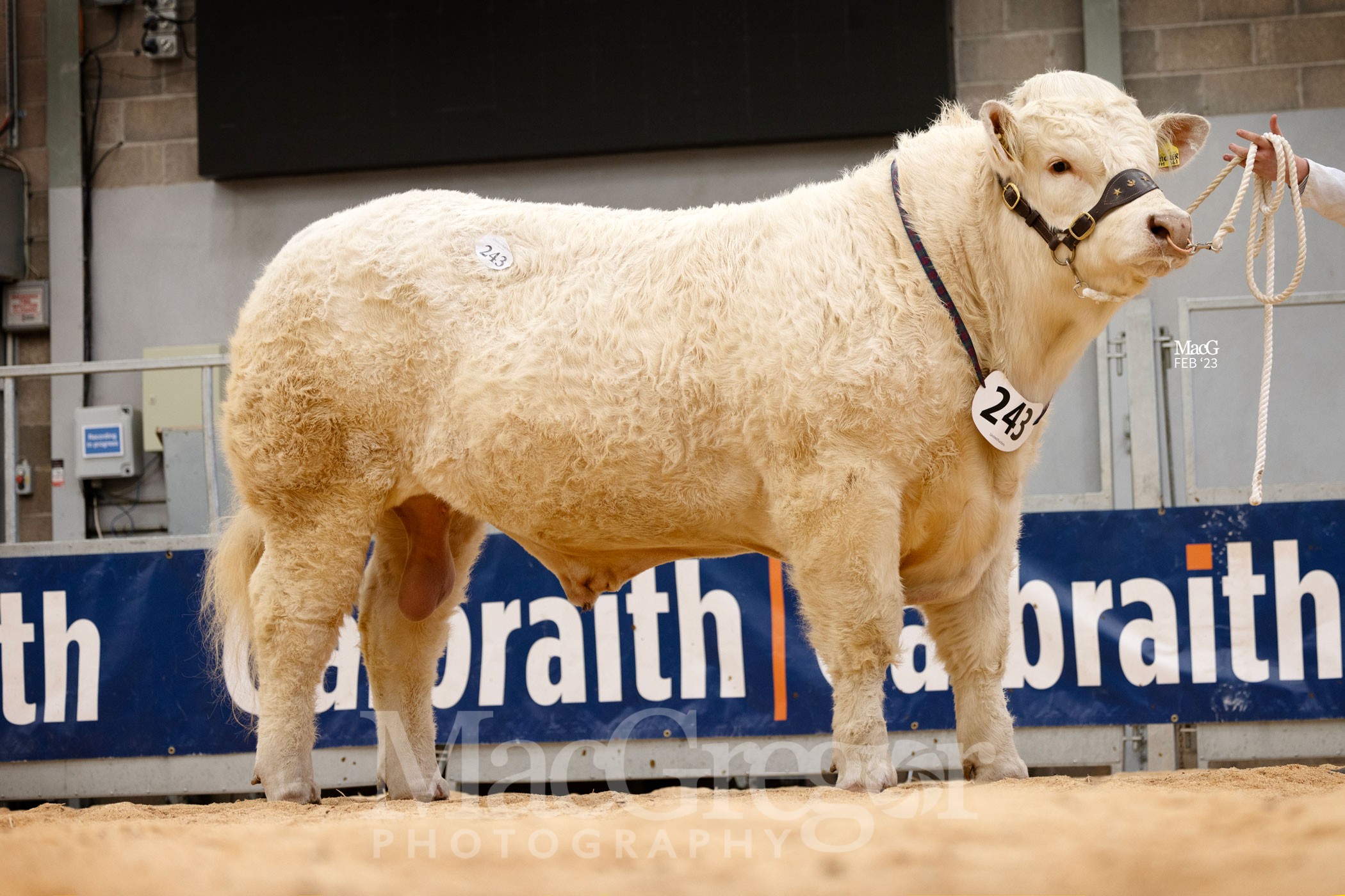 243GretnahouseStickler11,000gns8870 MacGregor Photography