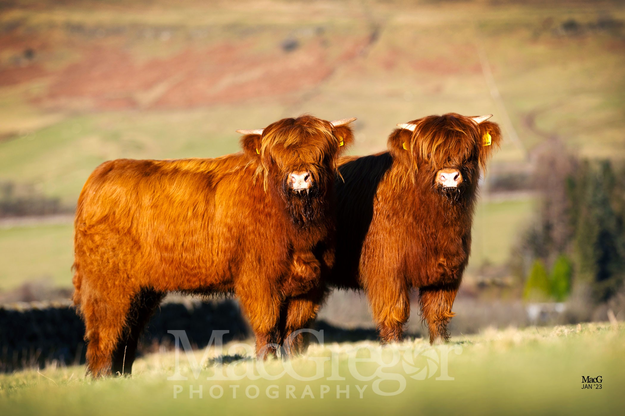 Highland Cattle for Sale Feb '23 MacGregor Photography