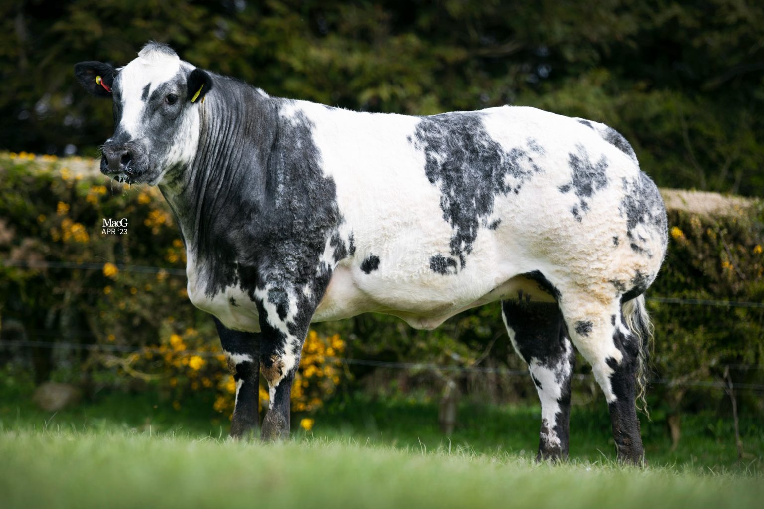 Rilly-7729 - MacGregor Photography