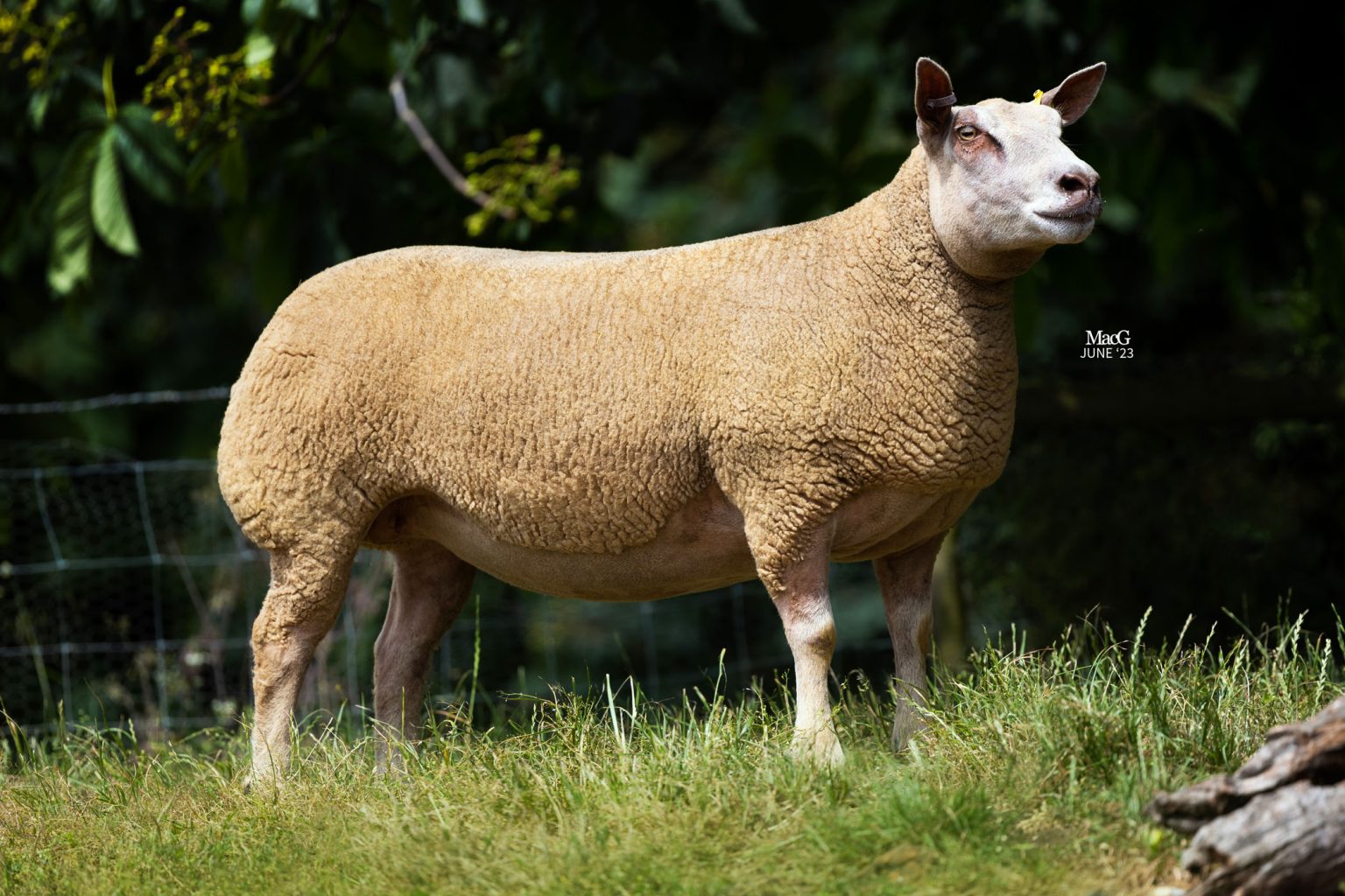 Charollais Sheep For Sale July '23 MacGregor Photography