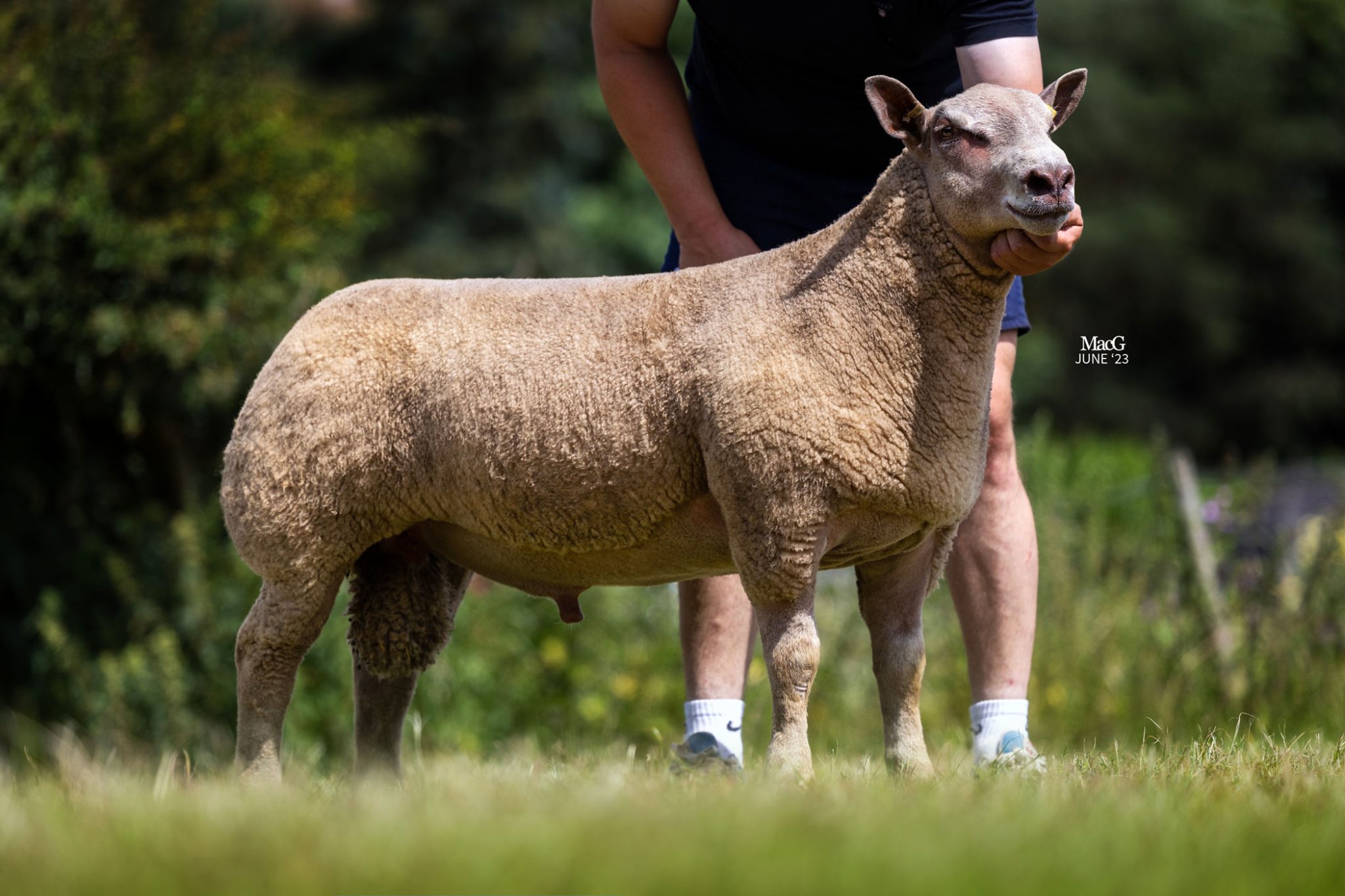 Charollais Sheep For Sale July '23 MacGregor Photography