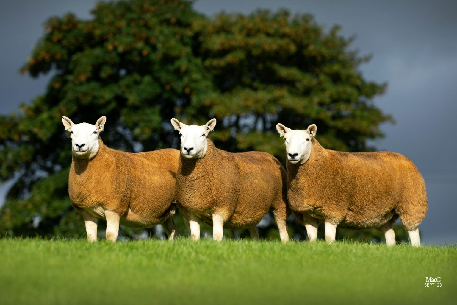 North Country Cheviots For Sale - MacGregor Photography