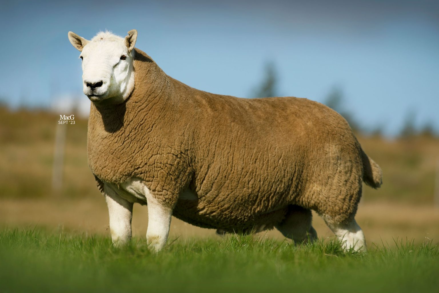 North Country Cheviots For Sale MacGregor Photography