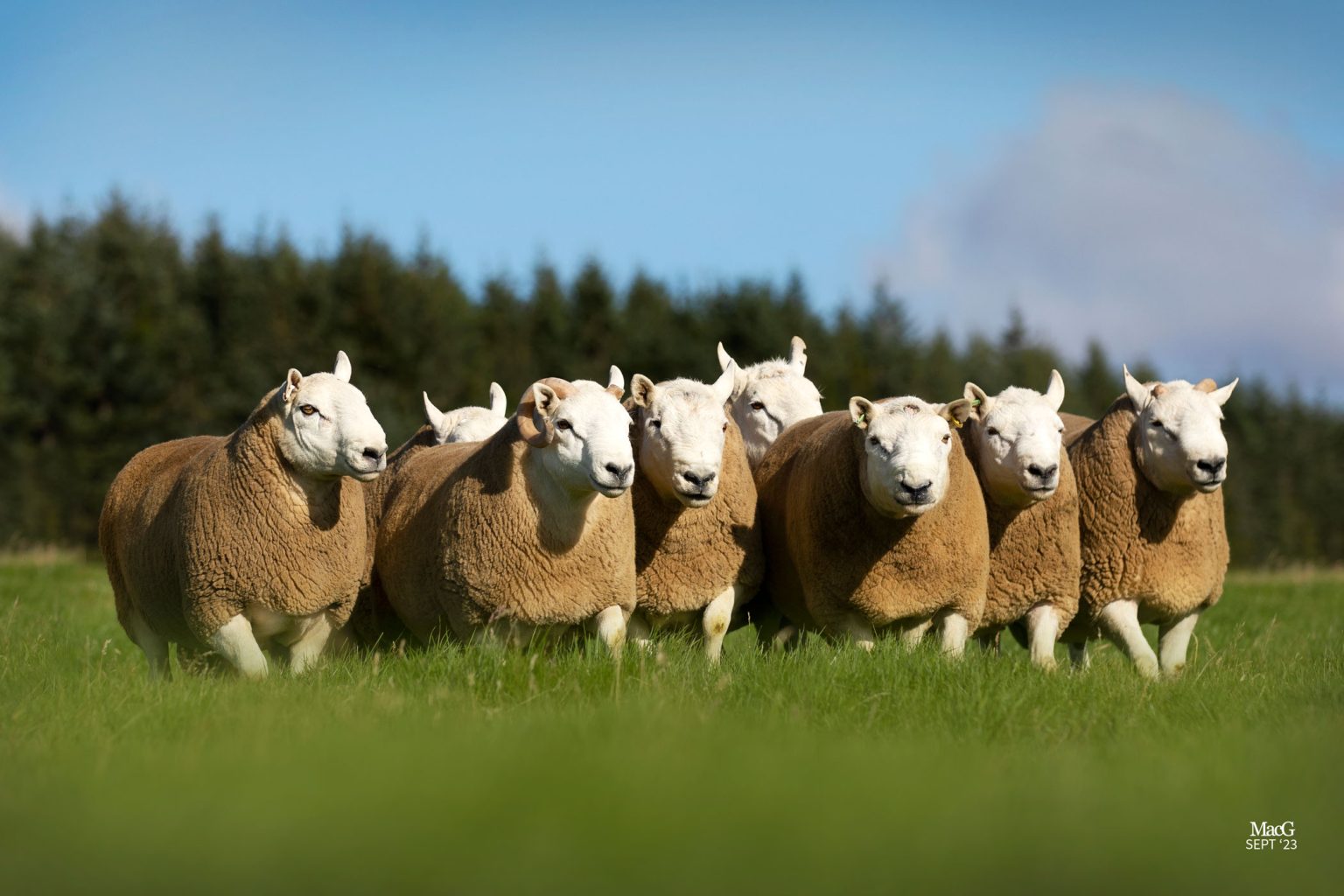 North Country Cheviots For Sale - MacGregor Photography