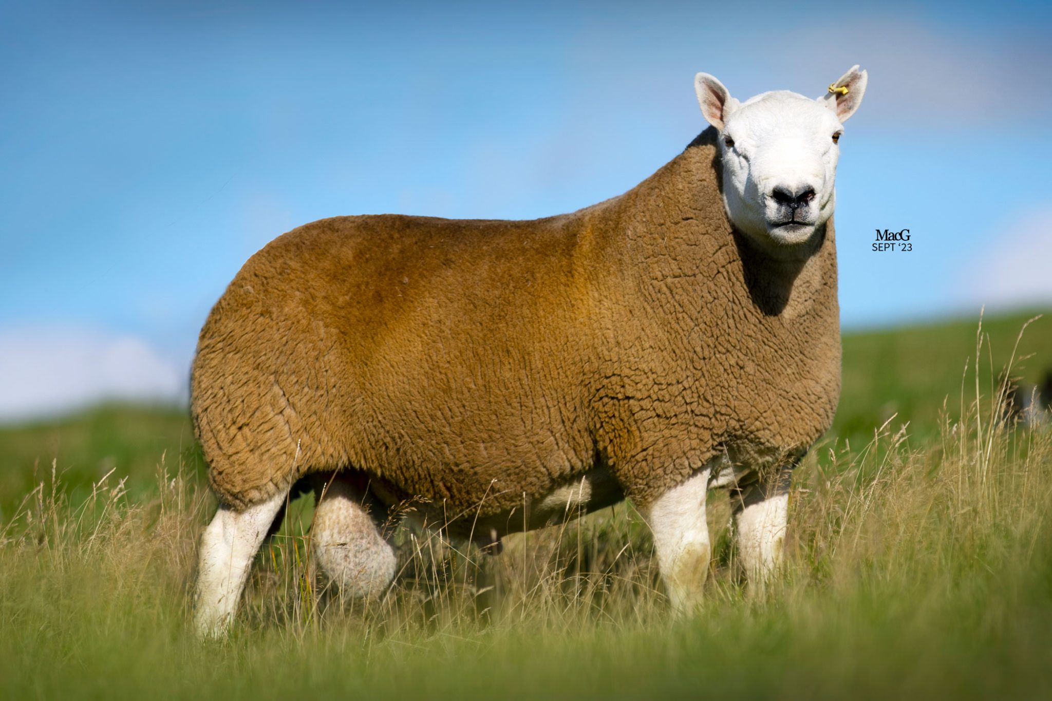 North Country Cheviots For Sale MacGregor Photography