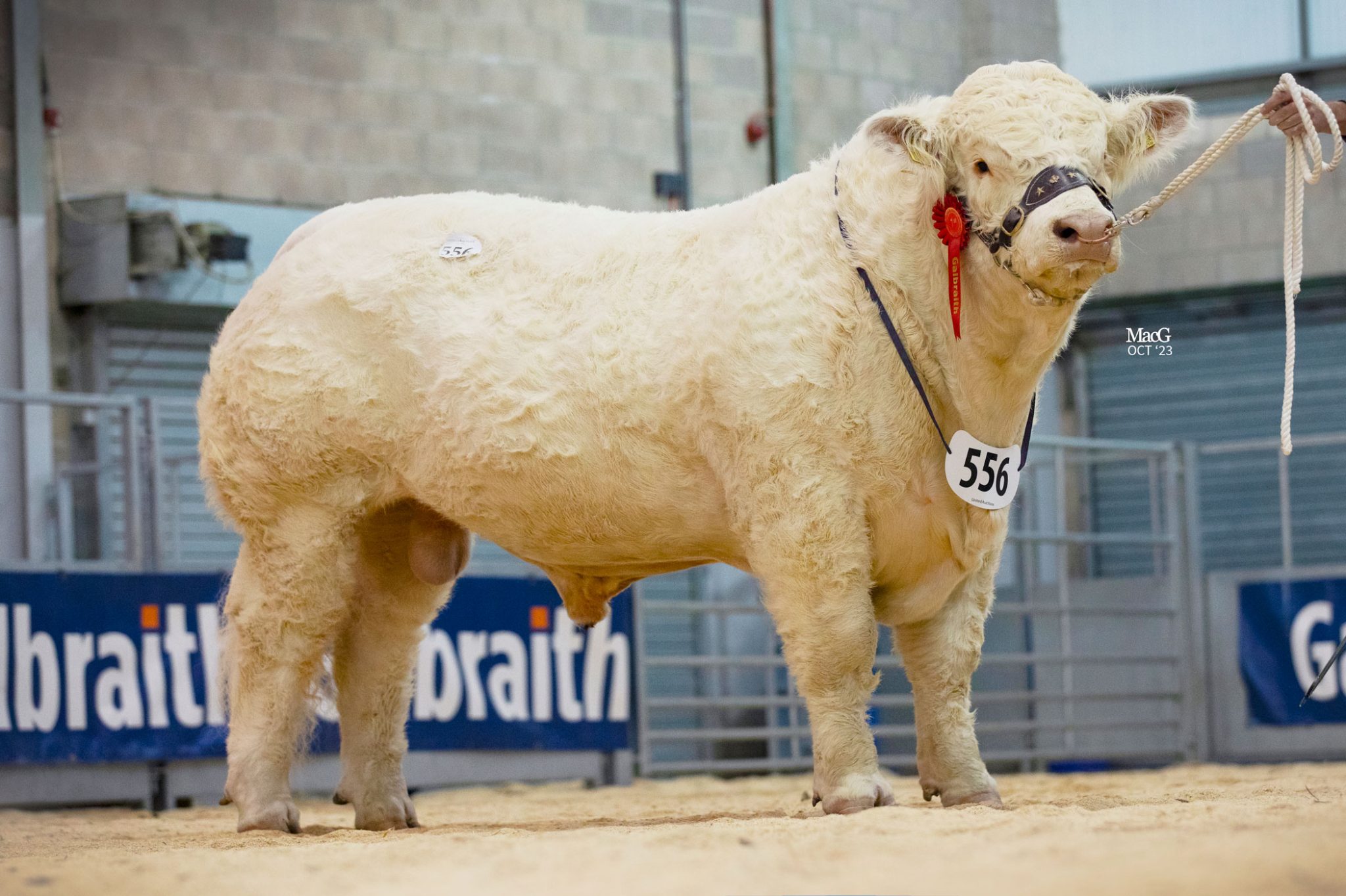 Stirling Charolais Oct '23 MacGregor Photography