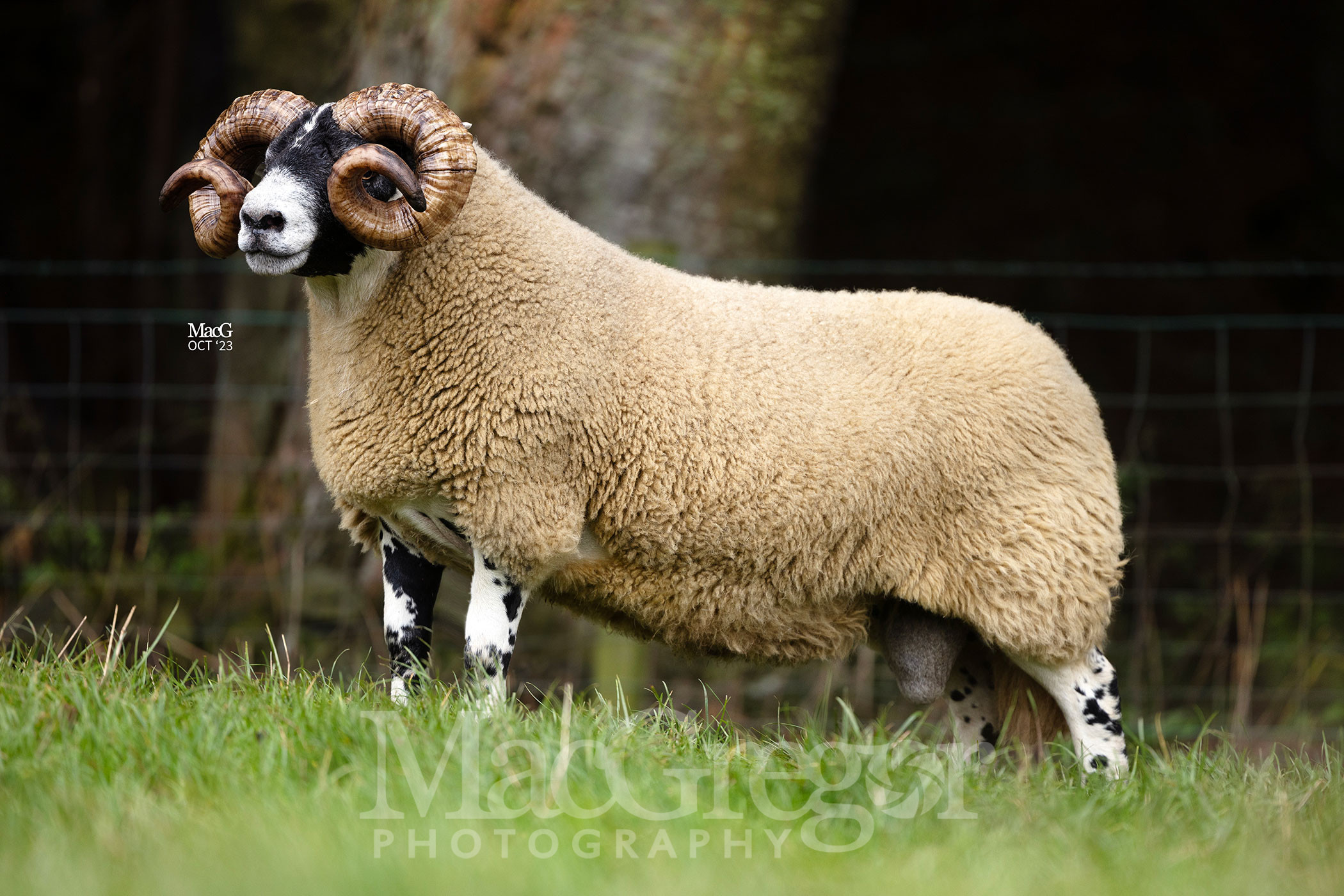 Midlock-45k-6095 - MacGregor Photography