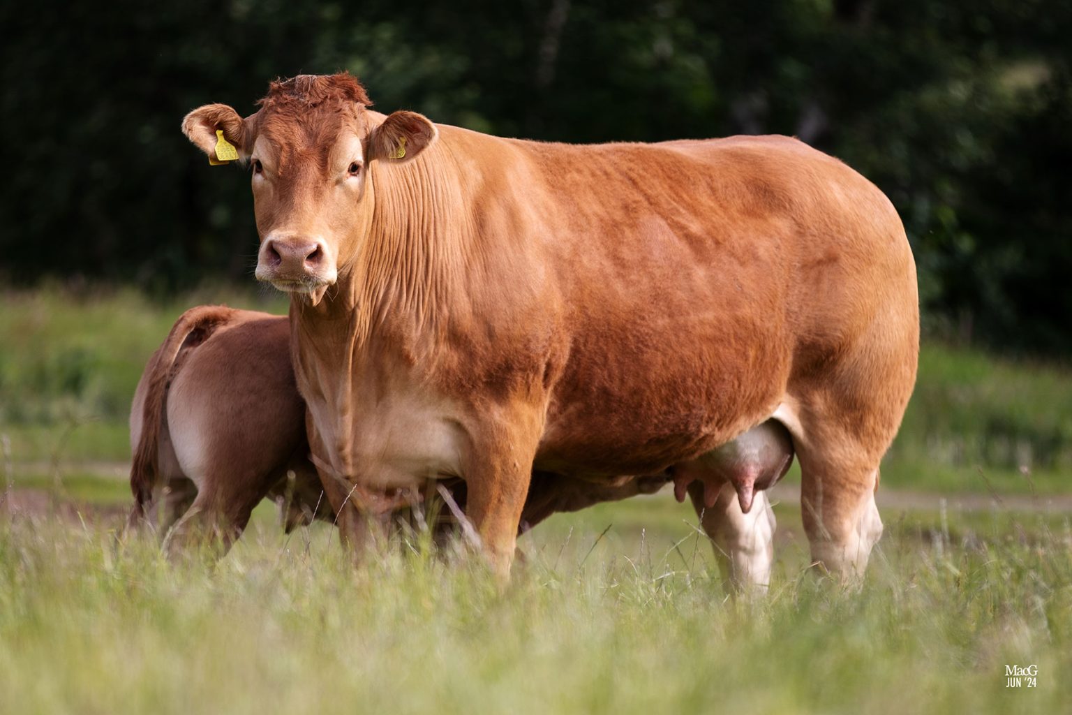 OerryVirginia5993 MacGregor Photography