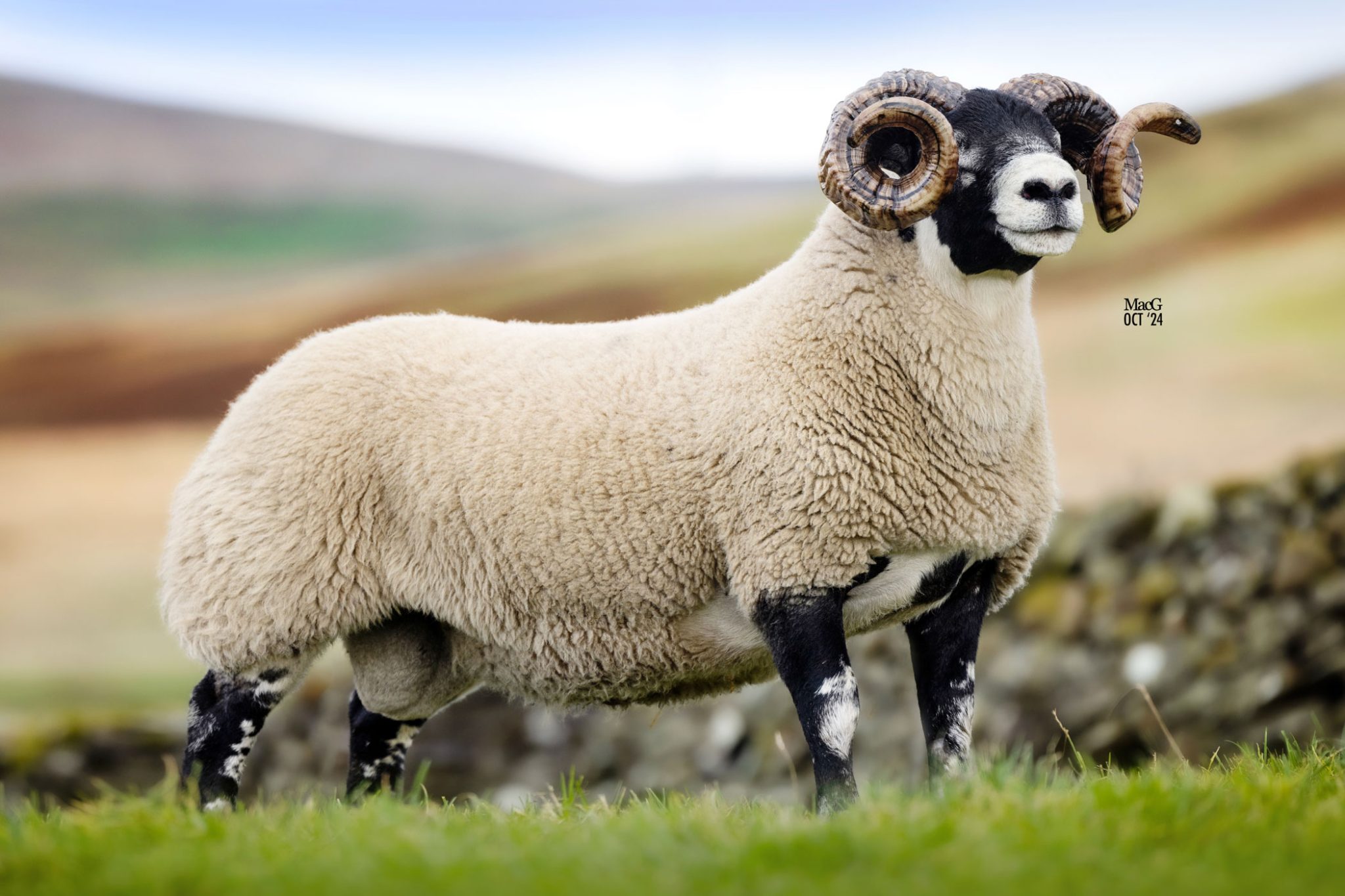 Blackface Tups '24 - MacGregor Photography