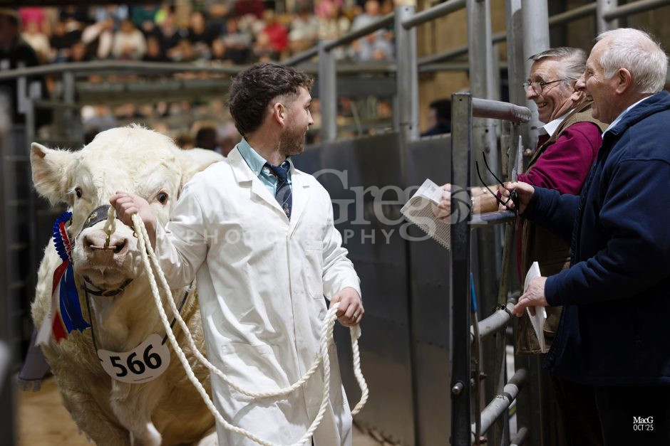 Stirling - Charolais - Oct '25