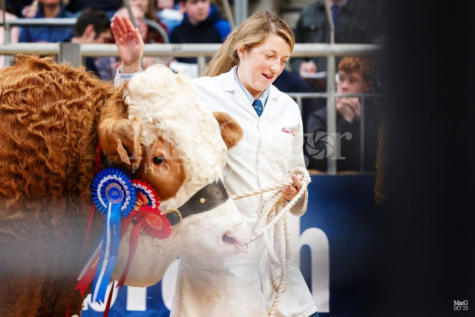 Stirling - Simmental - Oct '25