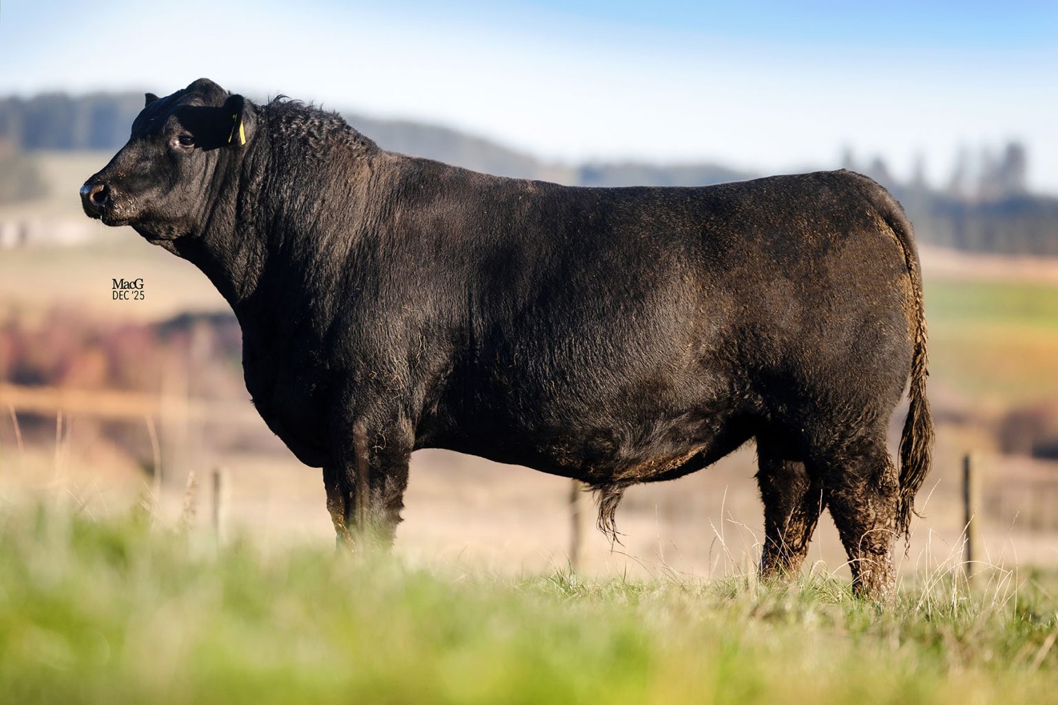 HW Netherton Angus ONLINE sale preview - MacGregor Photography
