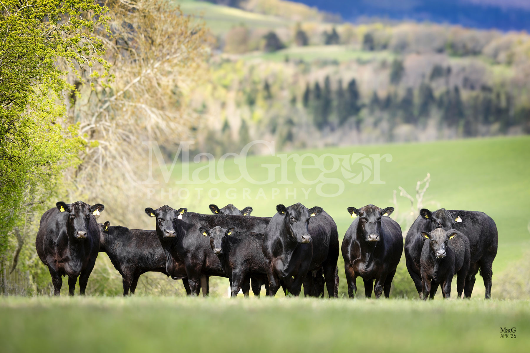 Ettrick Aberdeen-Angus Part 1 Dispersal - MacGregor Photography